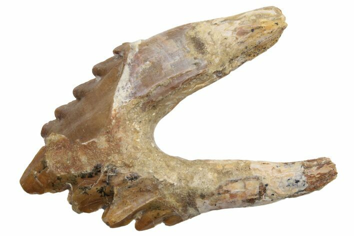 Fossil Primitive Whale (Basilosaur) Premolar Tooth - Morocco #225364